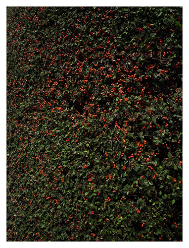 Landscape_in_Modern_Architecture_13