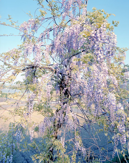 karadanoishi01