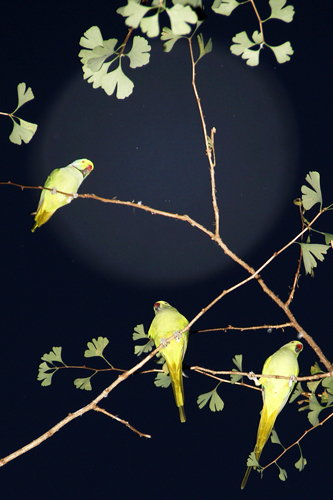 tokyo_parrots10