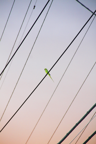 tokyo_parrots11