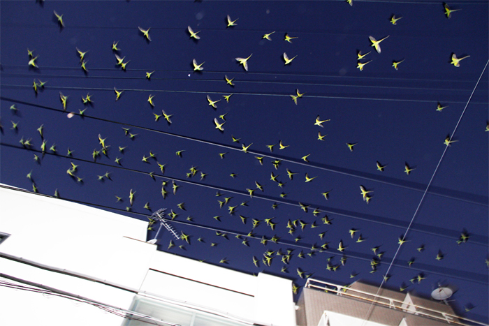 tokyo_parrots12