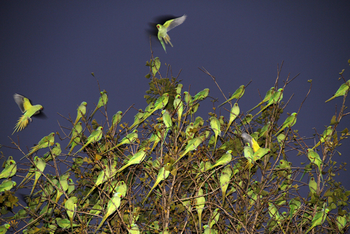 tokyo_parrots14