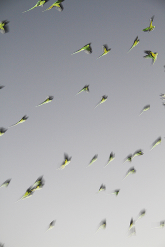 tokyo_parrots19