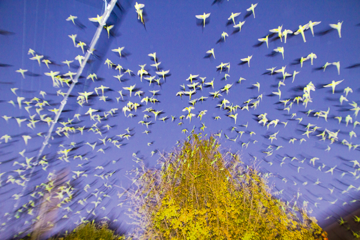 tokyo_parrots02