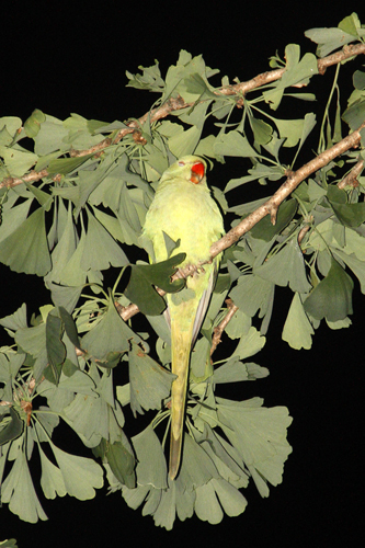 tokyo_parrots03