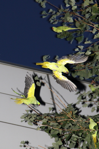 tokyo_parrots07