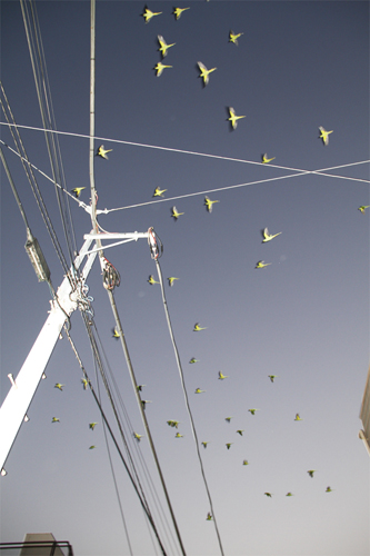 tokyo_parrots08